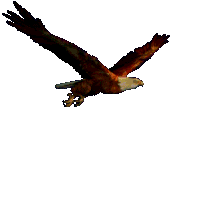 Fliegender Adler